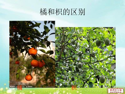 枳树和橘树的区别 枳树与橘树的差异
柑桔树种类比较