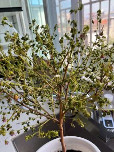 木槿花花蕾没开花就掉怎么回事 木槿花为什么花蕾掉落未开放
