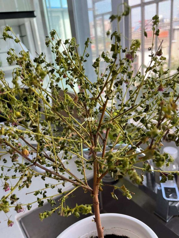 木槿花花蕾没开花就掉怎么回事