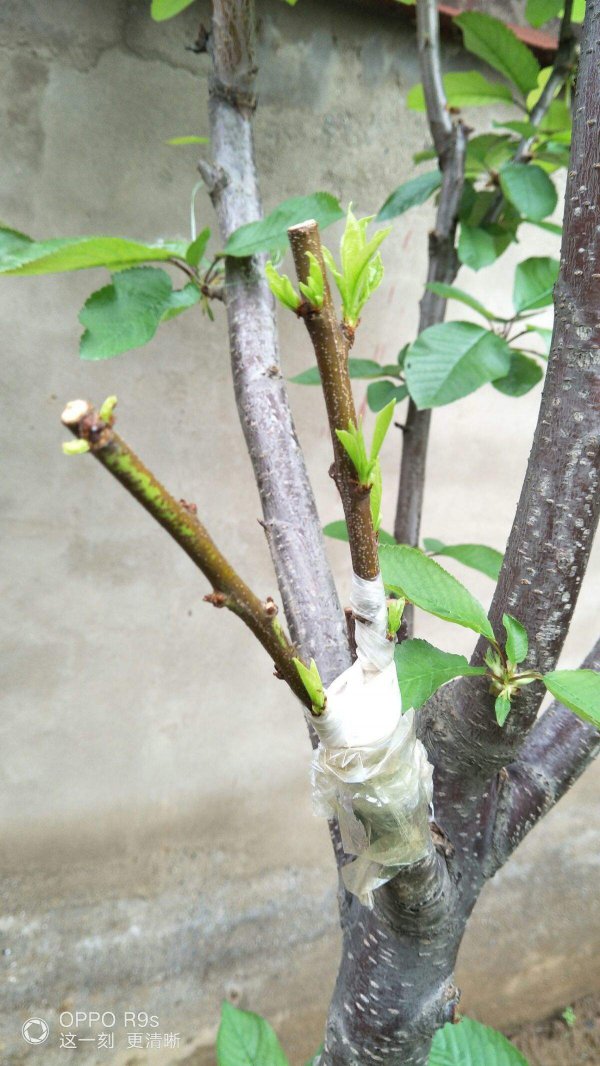 李子树能嫁接什么品种