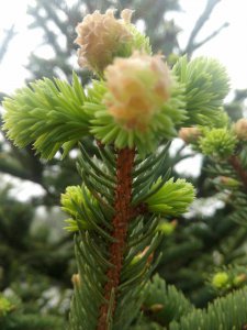 松树是开花植物吗 松树是否属于开花植物？