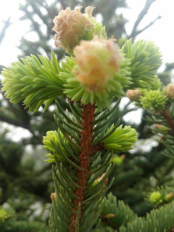 松树是开花植物吗