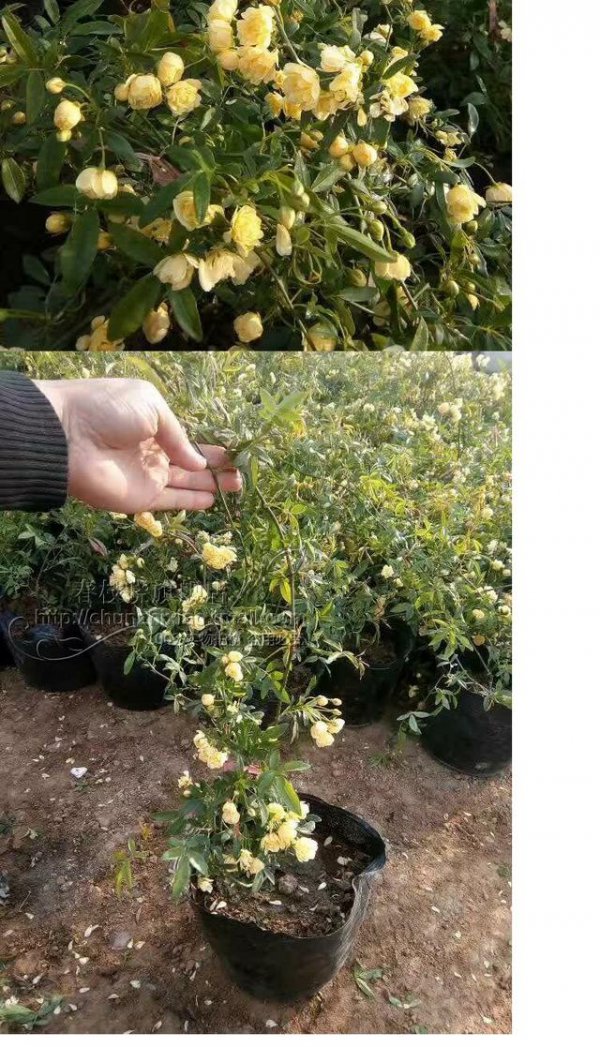 木香花好养吗