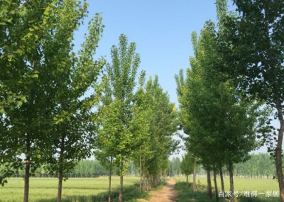 杨树的种类 杨树的种类分类总览

杨树分类种类概述