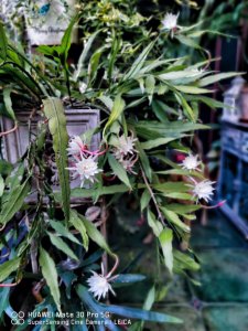 昙花从花蕾到开花时间 昙花的花开时间