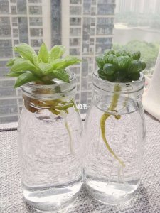 新买的玉露如何上盆 如何将新购的玉露盆栽？
