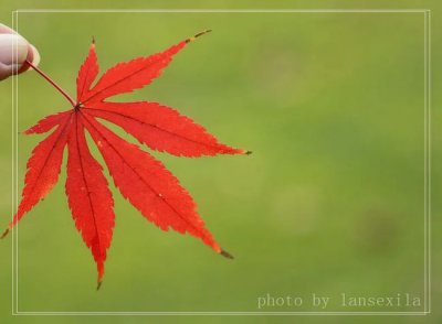 怎样使红枫叶子更红 如何让红枫叶更加鲜艳
