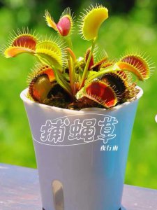 捕蝇草开花会死吗 捕蝇草盛花会死亡吗？