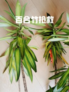百合竹叶子有黄斑怎么治 百合竹叶黄斑怎么处理