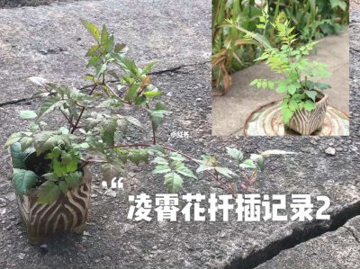扦插的凌霄花几年开花 凌霄花扦插需几年结果开花