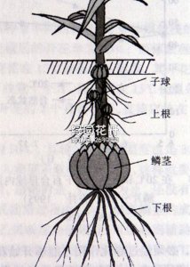 百合花的球根怎么保存 如何妥善保存百合花的球茎？