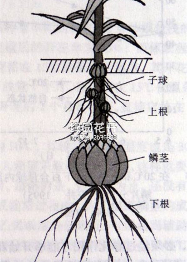 百合花的球根怎么保存