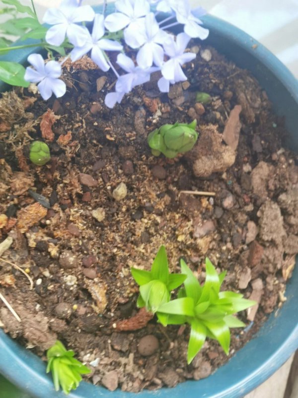百合发芽到开花要多久