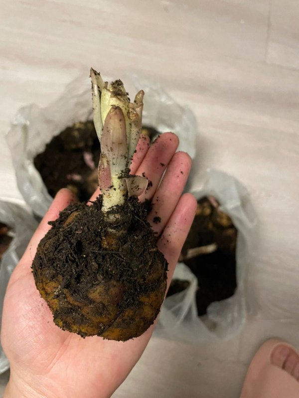 买的百合种球发霉了怎么办