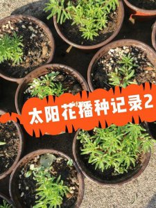 太阳花移栽方法和时间 太阳花的移植技巧和最佳时机