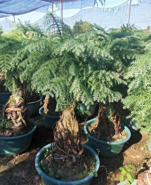 如何让澳洲杉根茎变粗