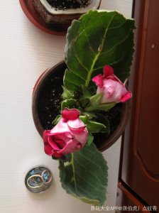 大岩桐花骨朵变黑了 大岩樱花花蕾变黑了