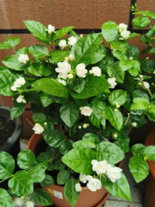 夏季怎样养茉莉花 夏季如何照顾茉莉花