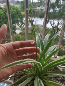 吊兰的花剑需要剪掉吗 吊兰的花剑是否需要修剪？
