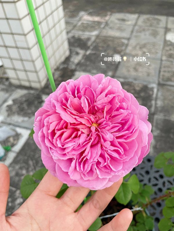 肯特公主月季的优缺点