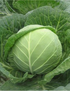 新型高端蔬菜品种 高端新品种蔬菜