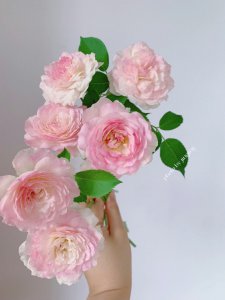 维萨里月季的优缺点 维萨里月季的优点与缺点