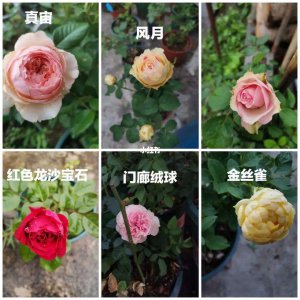 比利时月季的优缺点 比利时月季的利与弊