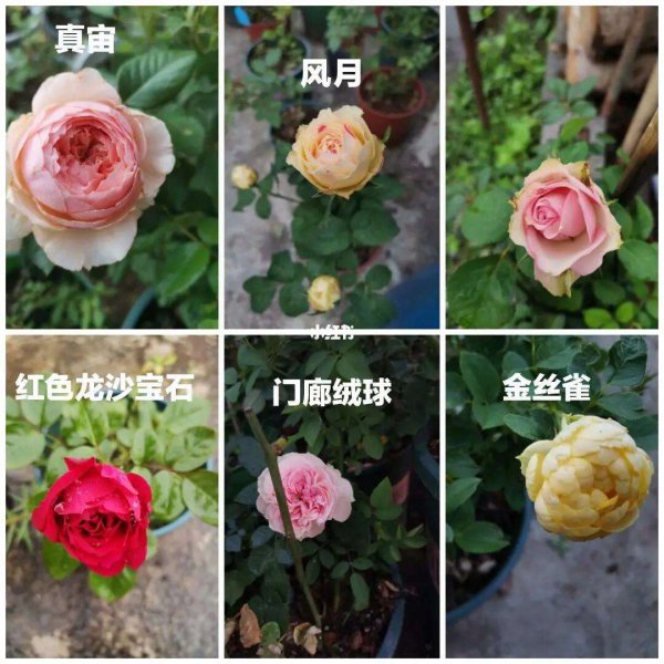 比利时月季的优缺点