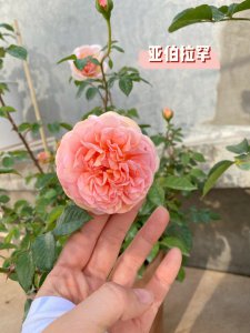 亚伯拉罕月季的优缺点 亚伯拉罕月季的利弊