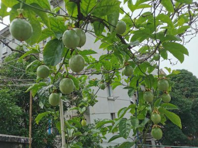 阳台种百香果怎样才能结果多 如何让阳台种植的百香果结果更丰富？