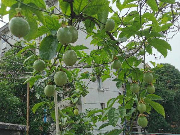 阳台种百香果怎样才能结果多