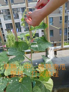 阳台种南瓜的方法会结果吗 阳台栽种南瓜可行吗？