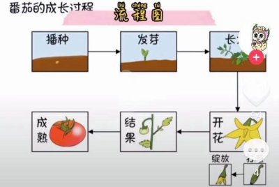 阳台种番茄时间和方法 在阳台上种植番茄的时间和方法