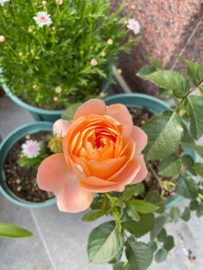 芬芳宝石月季的优缺点 芬芳宝石月季的利弊