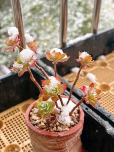 薄化妆多肉怎么养出状态 如何养出状态好的薄化妆多肉？