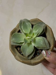 饺子皮多肉怎么养护出状态