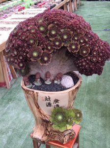 红心法师多肉怎么养护长得好 如何养护红心法师多肉让其茁壮生长