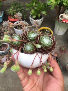蛛丝卷绢多肉怎么养 多肉植物如何养护蛛丝卷绢