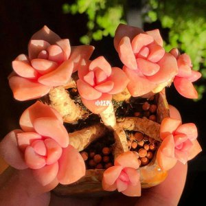 彩虹糖多肉怎么养护长得快 如何快速养护彩虹糖多肉使其长势良好
