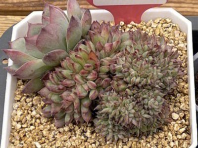 春萌缀化多肉怎么养护 关于春季养护多肉植物的技巧