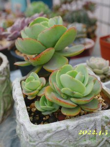 鸡蛋碧桃多肉怎么养护 多肉植物鸡蛋碧桃的养护技巧
