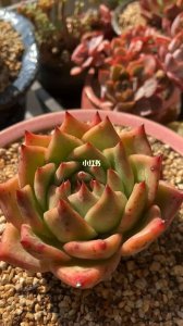 皮蛋多肉怎么养出状态 如何养护皮蛋多肉以保持健康状态