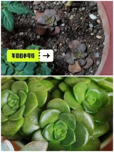 百合莉莉多肉怎么养出状态 如何养护百合莉莉多肉使其保持良好状态？