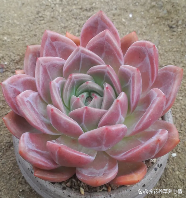香槟多肉怎么养护出血斑