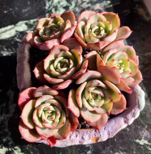 奶油贝瑞多肉怎么养才能包起来 如何种植奶油贝瑞多肉让其变得丰满？