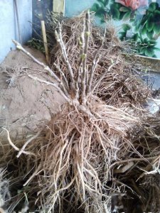 种牡丹用什么土最好 种植牡丹的最佳土壤选择