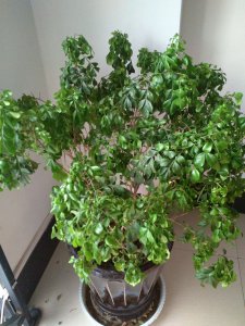 家里为什么不能种米兰花 为什么不能在家里种米兰花？