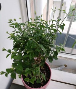 家里为什么不能种茉莉 为什么家里不能养茉莉花？
