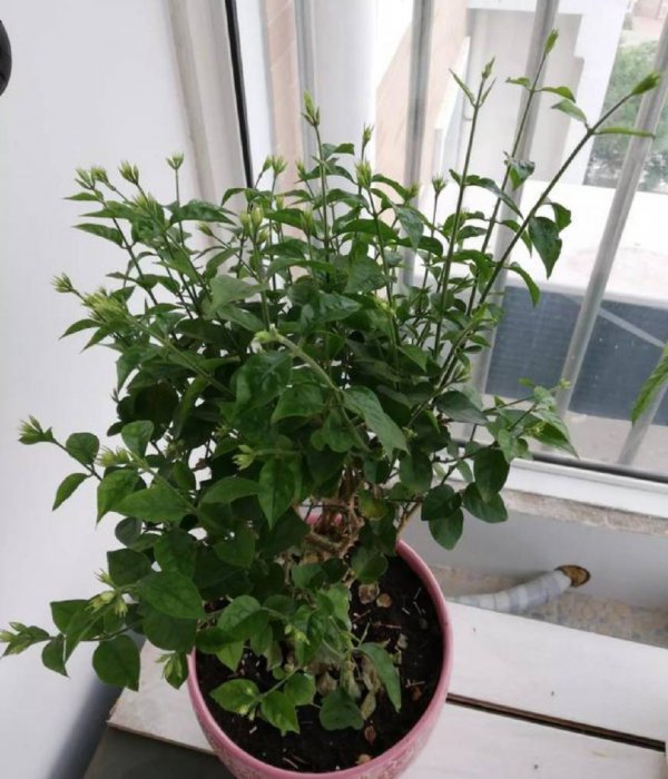 家里为什么不能种茉莉