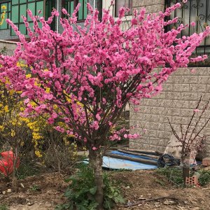 梅花秋天能移栽吗 梅花在秋季可以移植吗？